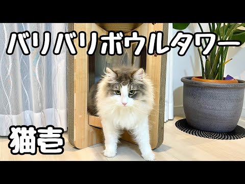 【猫グッズ】新★爪とぎタワーベッドの組み立てが下手すぎるのにジーッと待ってくれたノルウェージャンフォレストキャット