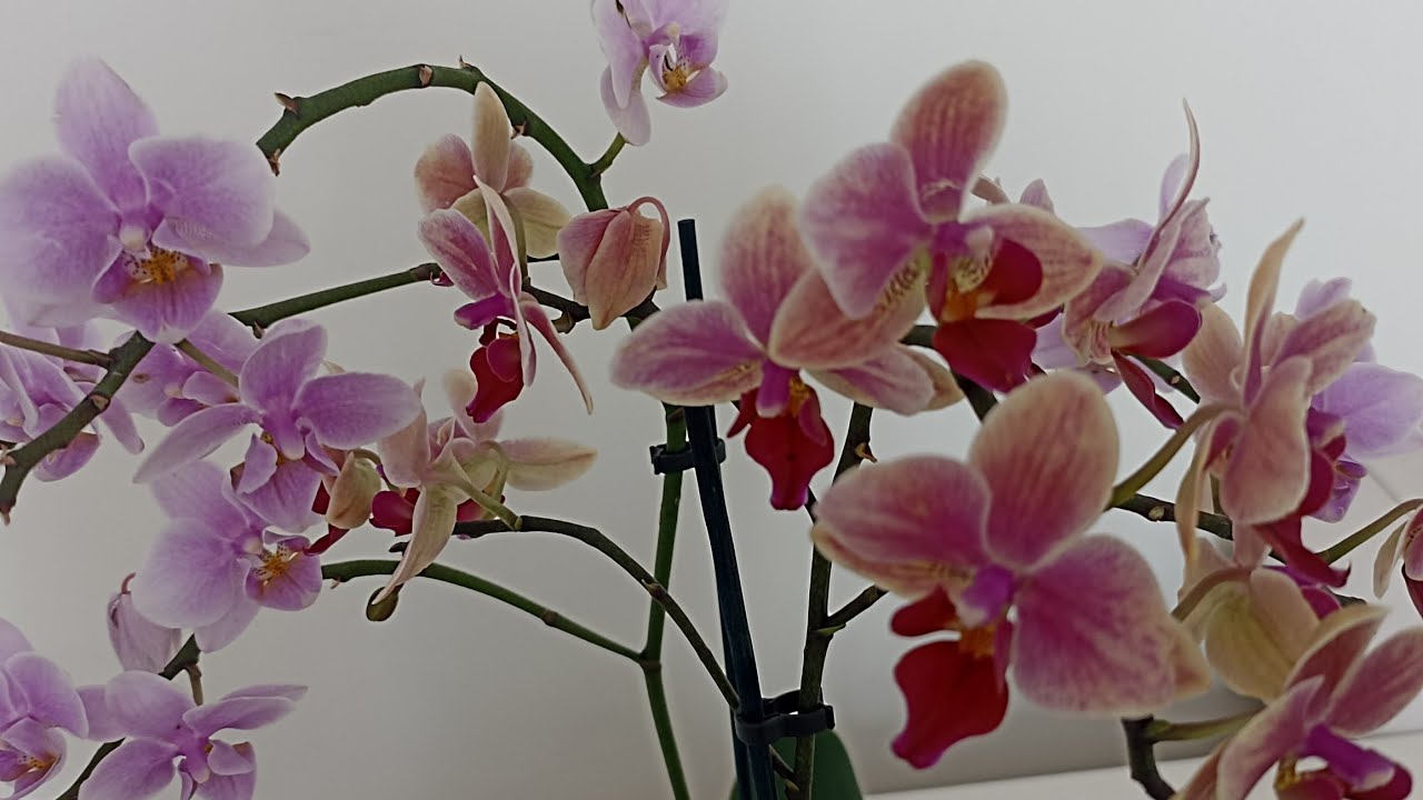 Muhteşem orkideler satışta ‼️