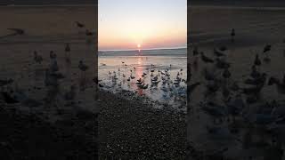 Herring Gulls at sunrise