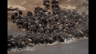 : Blue wildebeest cross shallow river in dust