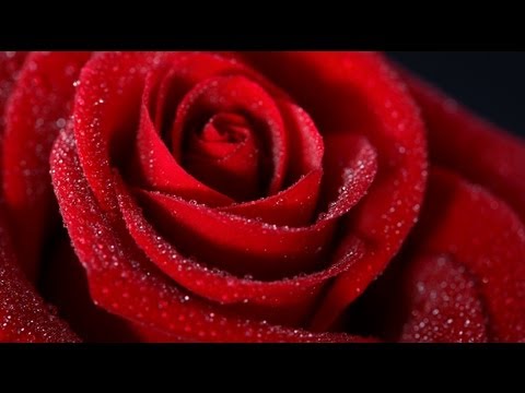 HD海伯之歌【恋は紅いバラ】中譯歌詞 (愛情是紅色玫瑰)