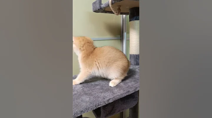 Video 6266521: british golden chinchilla kittens, british cat kitten, lovely british