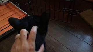 なでなでされる保護猫 その2 20180907
