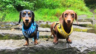 Dachshund Around the World The Best of Weiner Sausage Dog Video compilation, miniature puppies video by Pet Videos 3,455 views 1 year ago 13 minutes, 47 seconds