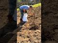 It’s That Time! Planting Yukon Gold Potatoes. #plantingpotatoes #gardening #homesteading