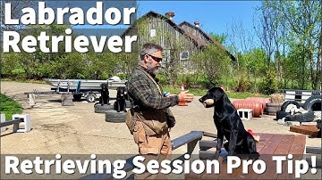Labrador Retriever Puppy Training - Retrieving Session Excerpt