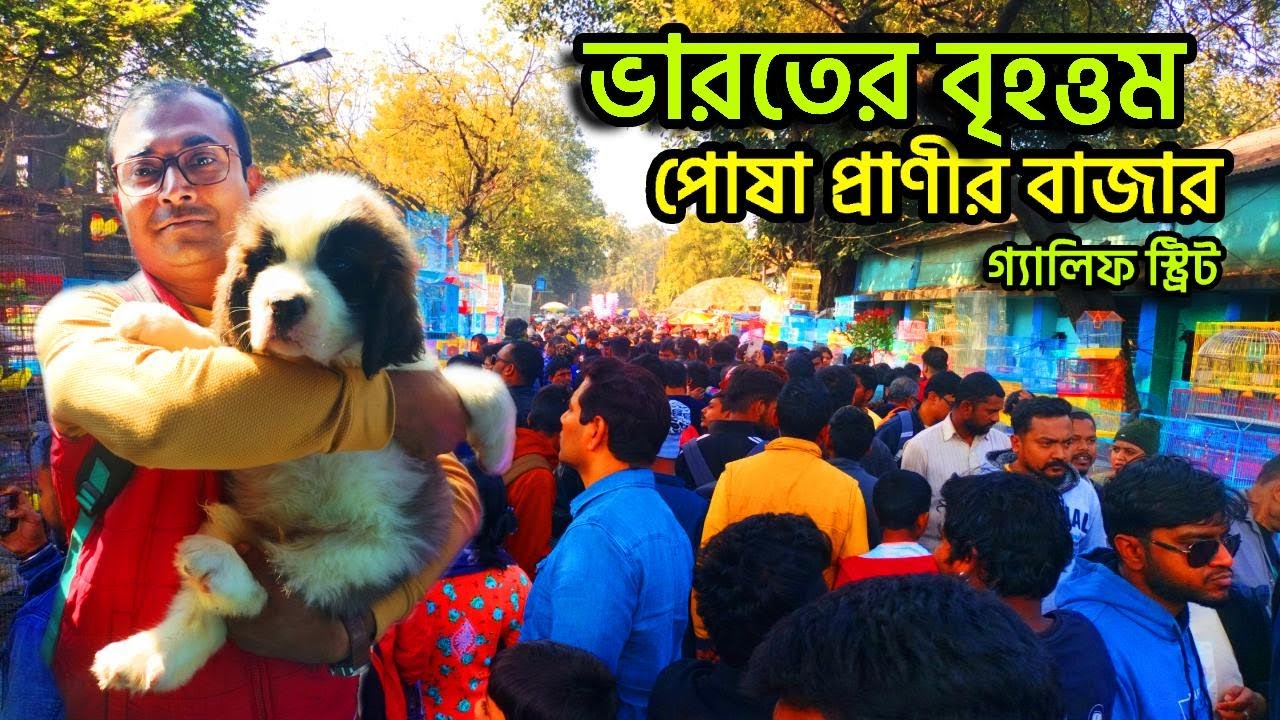 Galiff Street Pet Market Kolkata | dog market in kolkata | kolkata | Gallif street kolkata | Dogs