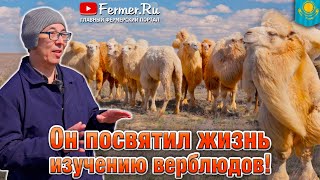 видео: Верблюды Казахстана. Всё о верблюжьем молоке, мясе, шерсти. Традиции степи и секреты верблюдоводства картинка: Верблюды Казахстана. Всё о верблюжьем молоке, мясе, шерсти. Традиции степи и секреты верблюдоводства