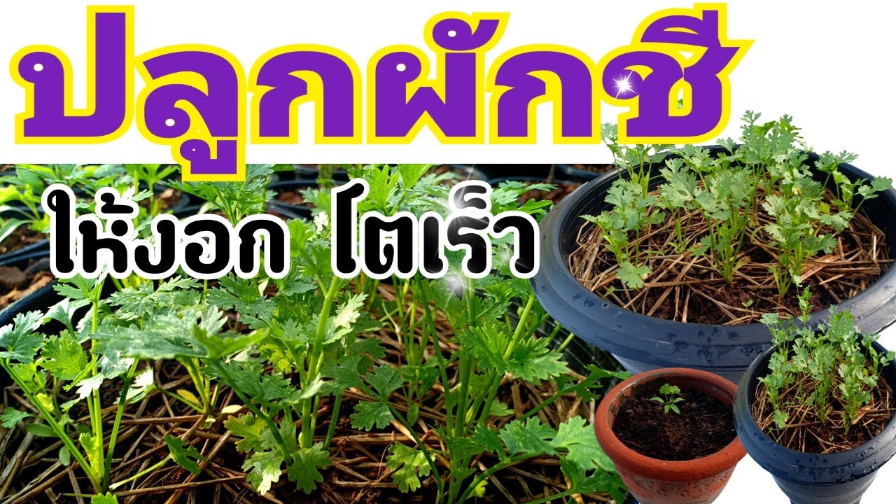 วิธีเพาะเมล็ดผักชีให้งอก และโตเร็ว ใบสวย กอใหญ่ ได้ผลผลิตดี 🌱|How to grow coriander