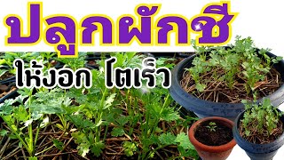 วิธีเพาะเมล็ดผักชีให้งอก และโตเร็ว ใบสวย กอใหญ่ ได้ผลผลิตดี 🌱|How to grow coriander