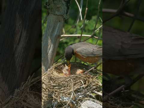 American robin feeding