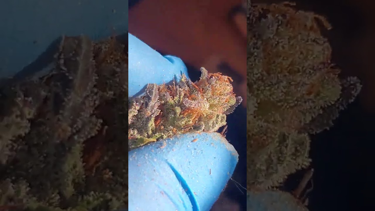 gorilla zkittlez ❤️  fastbuds genetic