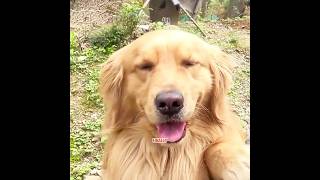 This dog has been bullying its owner over a small matter.