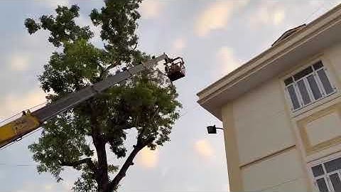 Cắt tỉa cây xà cừ p2