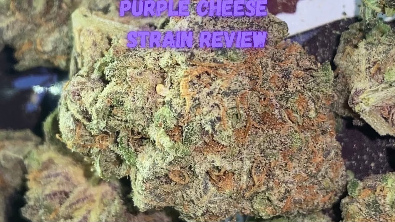 Exotic Weed Review“Purple Cheese”|Strain Review| Ep.3