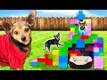 Building Our Dogs a Giant Pet Hotel Only Using Legos! PawZam Dogs