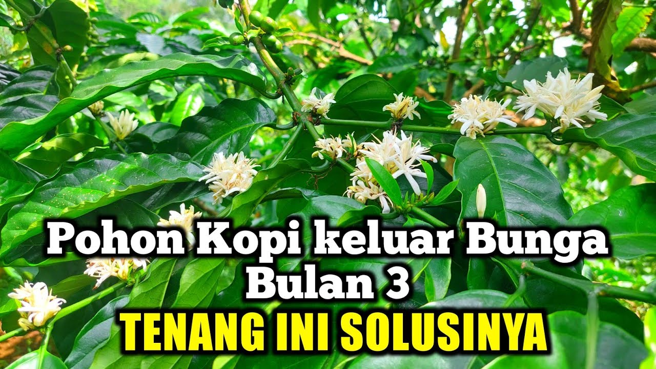 tanaman kopi bulan 3 berbunga ❗️ kopi balap