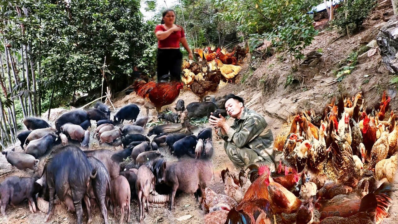 pigs-give-birth-man-takes-care-of-piglets-on-the-farm-wife-goes-to
