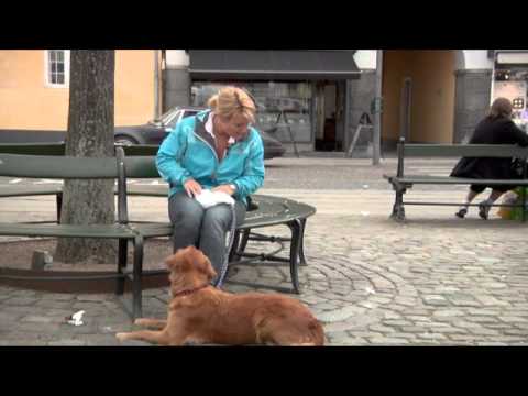 Video: Top 4 Grunde Til At Vedtage En ældre Hund