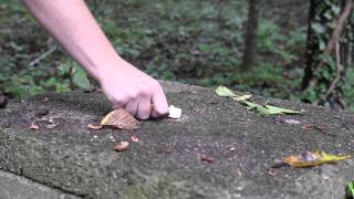 Coghlan's Hexamine Solid Fuel Tablet - Burn Test by 5col Survival Supply