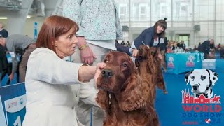 Irish Red Setter, WDS 2024 Zagreb by Dog Show Video 952 views 2 days ago 1 hour, 22 minutes