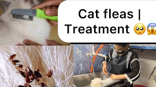 Cat fleas treatment | how to get rid of cat fleas | catsbae