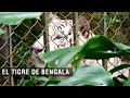 El tigre de bengala - TvAgro por Juan Gonzalo Angel Restrepo