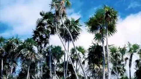 Run Away To The Islands by Ralph Agresta and Lloyd...