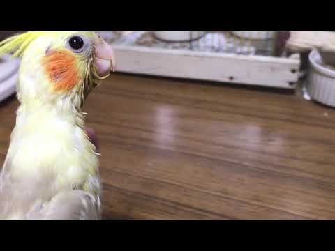 シナモンよしよし