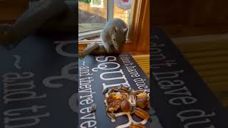 Wild Squirrel Visits Enters a Kitchen through the Window for Treats