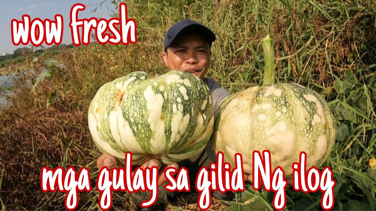 Gilid Ng ilog  ligaw na gulay naka kobli Sa masukal 