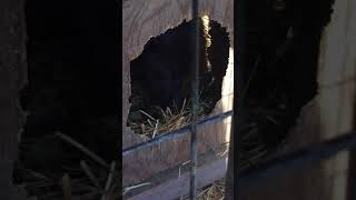 Off Garners Prettygirl & Garners Sonny Boy