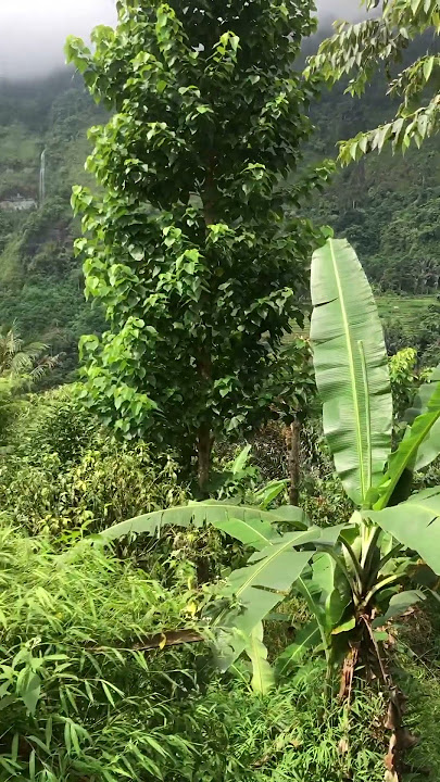 Pesona Curug Yg indah Di Naringgul Cianjur Jawa Barat