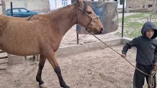 New video about the life horses \ Жеребець на Паровку🔥💪
