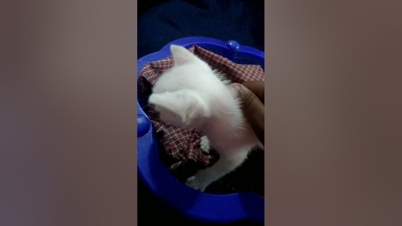 meow world how to feed 5 week old kittens YouTube
