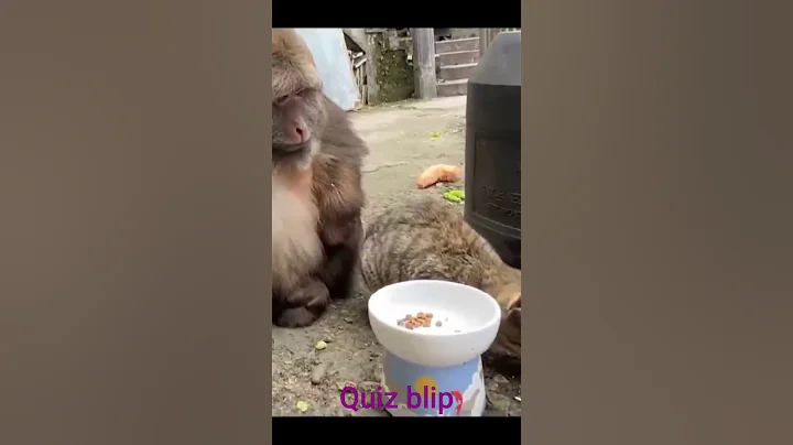 Watch the video about Monkeys Love Their Pet Cats 🐾try not to laugh impossible 😻🐾#shortvideo #shorts #short