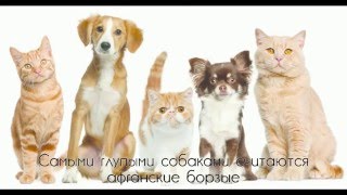 10 ИНТЕРЕСНЫХ ФАКТОВ о животных за 2 минуты 10 ИНТЕРЕСНЫХ ФАКТОВ о животных за 2 минуты