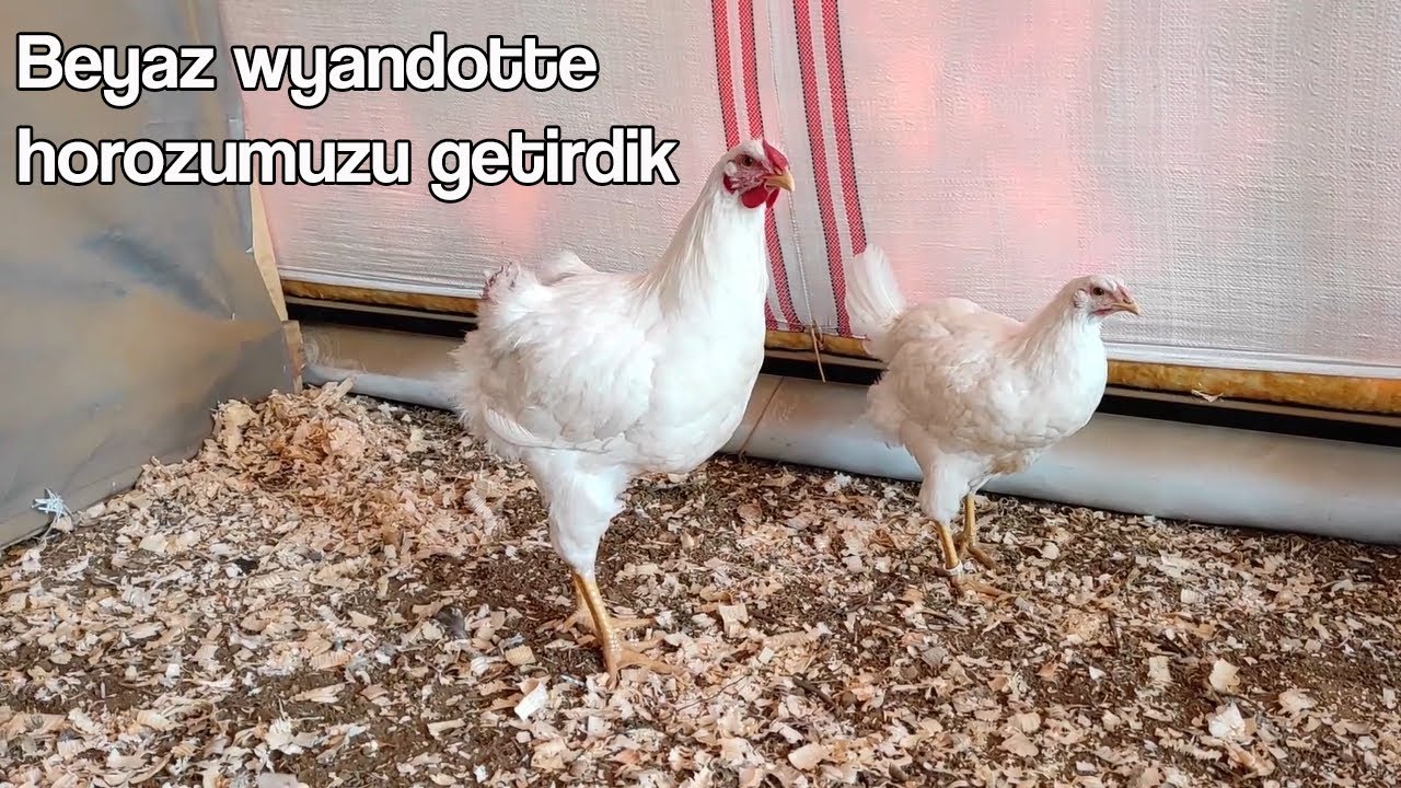Beyaz wyandotte horozumuzu getirdik #horoz #tavuk #civciv