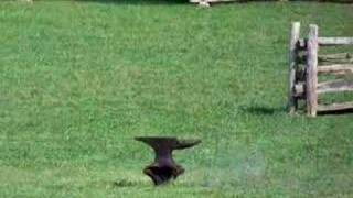 Anvil Shoot