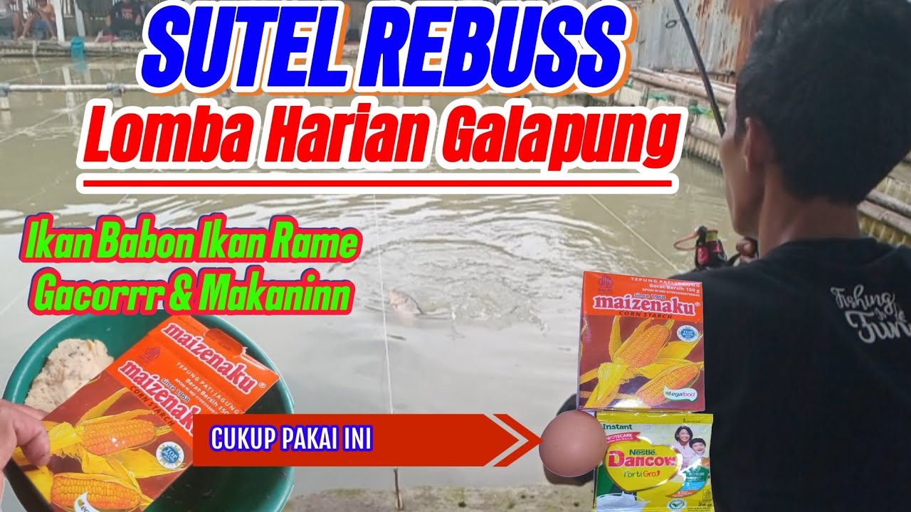 SUTEL REBUS‼️RACIKAN UMPAN SUTEL UNTUK MANCING LOMBA HARIAN GALAPUNG