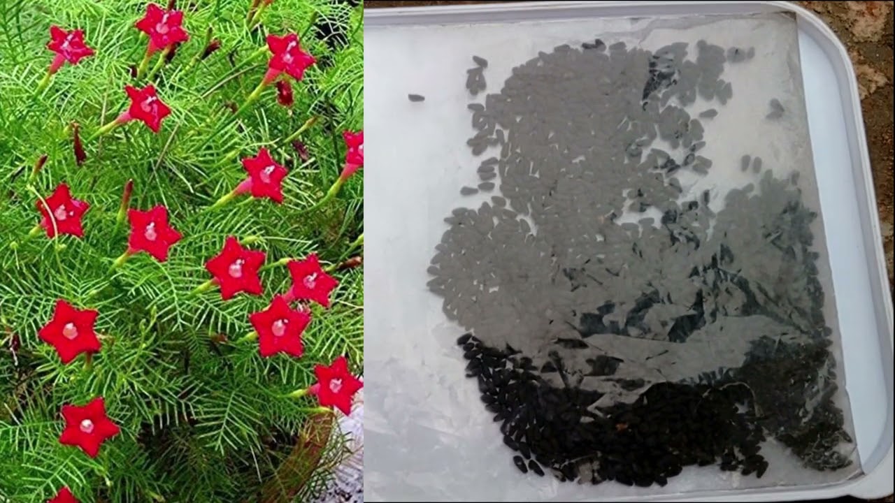 Cypress Vine Plant Q&As Urdu Hindi All Questions related to Cypress Vine Flowering Plant