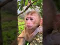 お猿さん🐵🐒🙈😍#cute #monkey #monkeys #monkeydluffy #monkeyvideo #monkeylove #animals #usa #shorts #猿