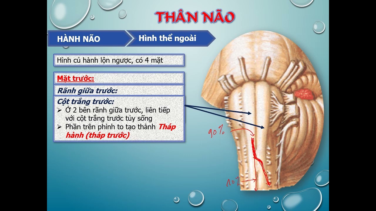 Thân não
