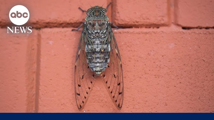 Millions Bracing For Cicadapocalypse