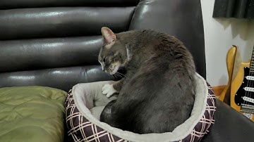 ASMR Lumix G9 mic test with Feral Kitty