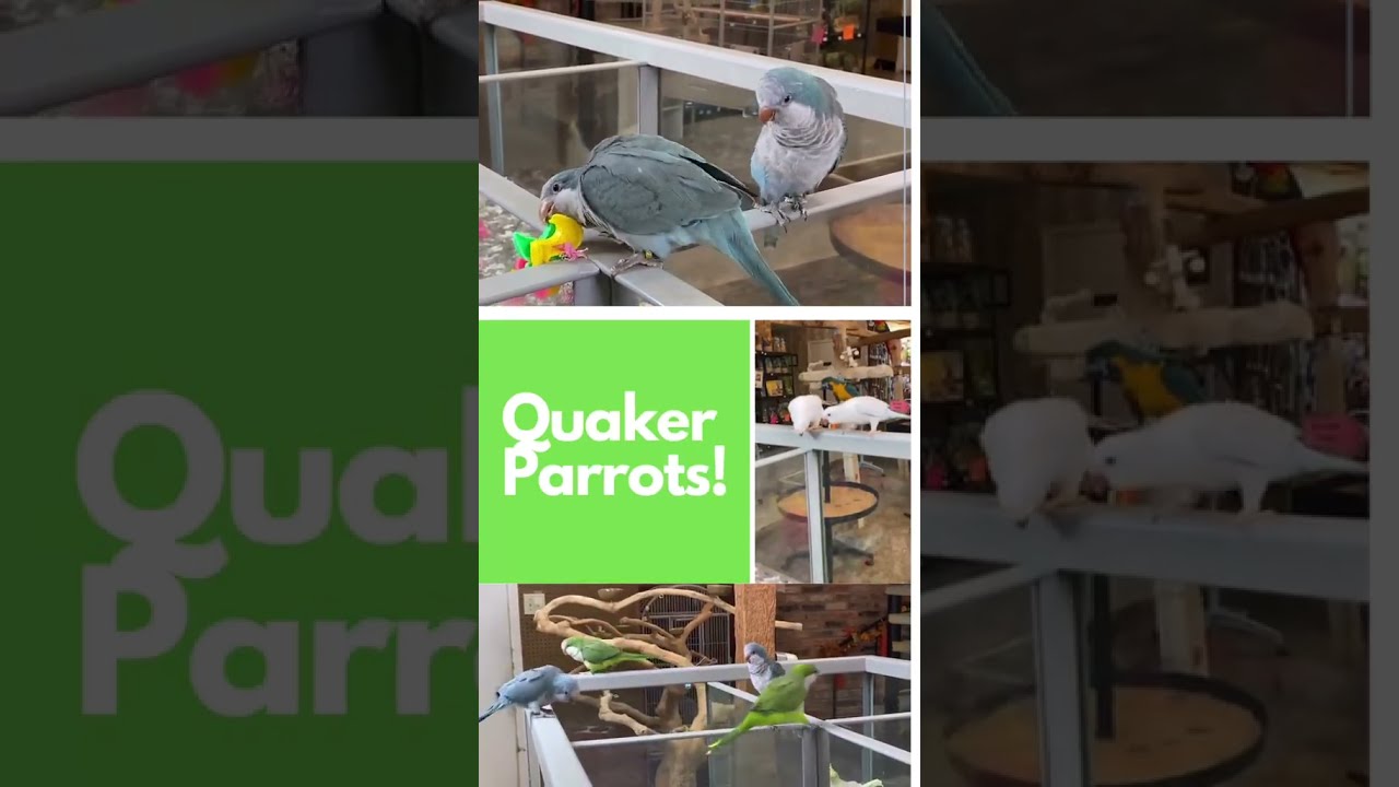 Colorful Quaker Parrots 🦜