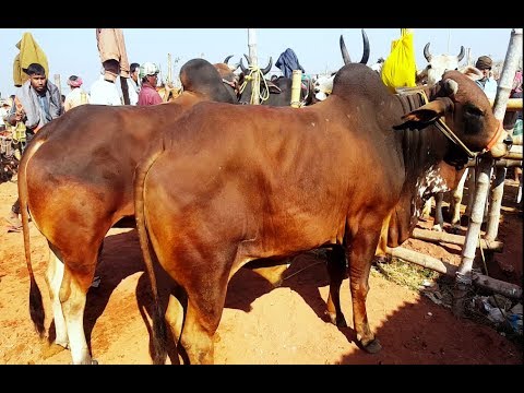 702| Best cows in the market|Rajshahi City Hat|Big Big Indian and Desi
