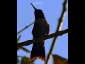 Fly away Hummingbird #birdsofinstagram #whbirddan #hummingbird #birds #birdphotography