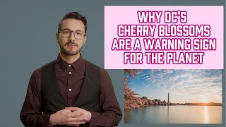 Why D.C.’s Cherry Blossoms Are a Warning Sign for the Planet