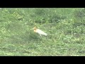 屏東縣的牛背鷺（2013-06-16） の動画、YouTube動画。